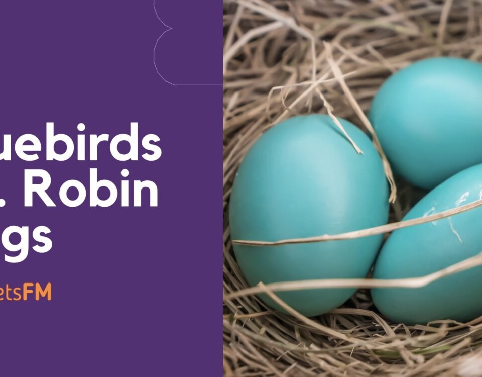 What's The Difference Between Bluebirds & Robin Eggs?